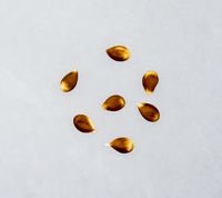 Grossherzog Friedrich von Baden apple seed